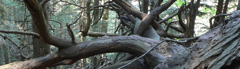 Sapinière avec bois mort, Mercantour  © M.Rossi