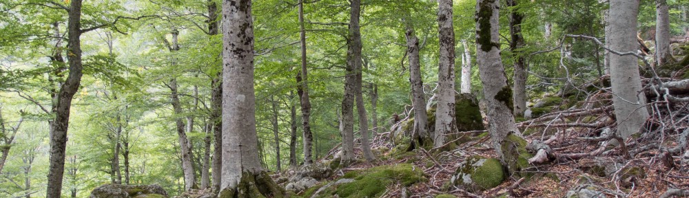 Hêtraie haute naturalité  © M. Rossi