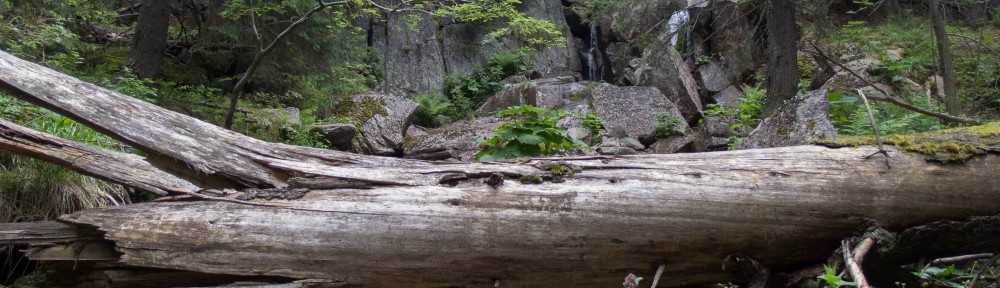 Hêtraie à haute naturalité © M.Rossi