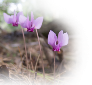 Programme forêts anciennes | Accueil