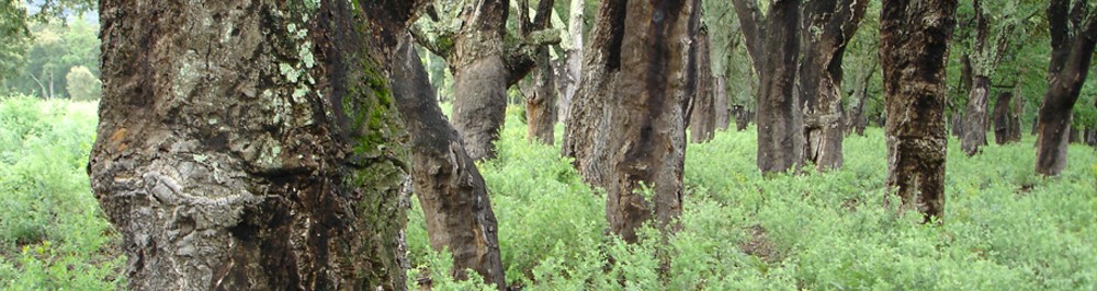Suberaie des Maures © D. Vallauri