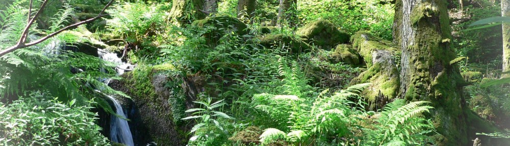 Ruisseau dans une ancienne sapinière cévenole © M. Rossi