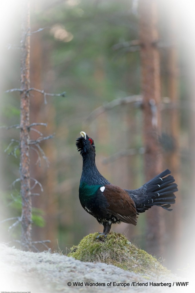 py aménagementoscope