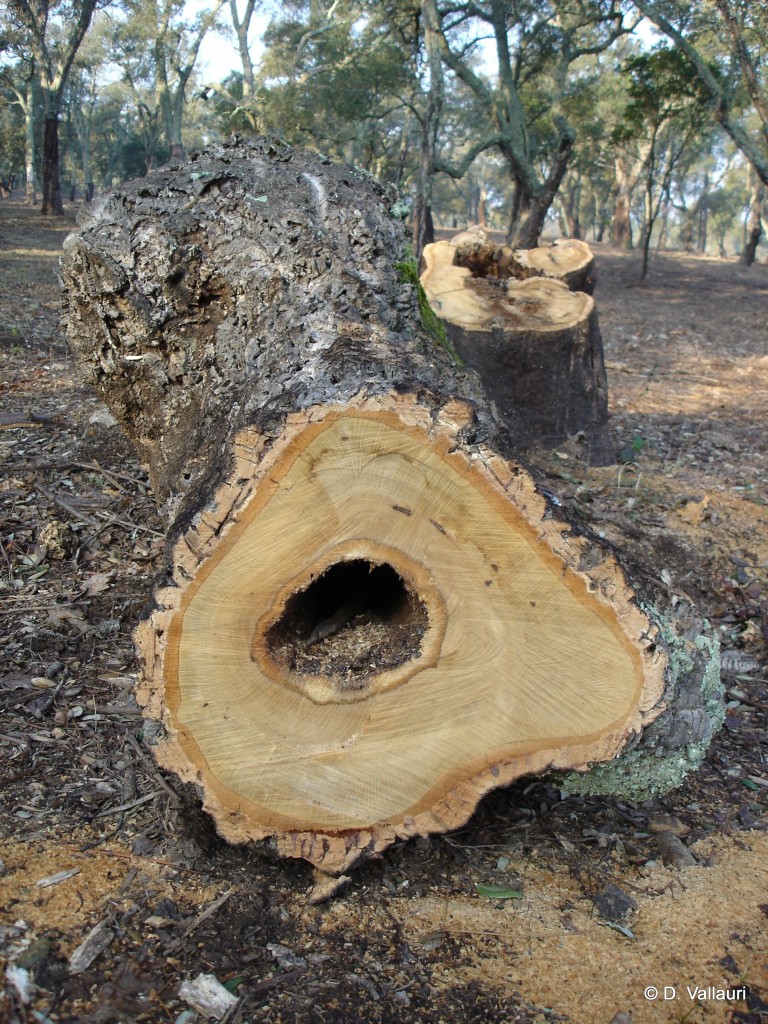 Coupe en suberaie © D. Vallauri. |Exploitation non durable