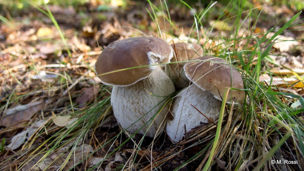 Produits forestiers non ligneux © M. Rossi. | Hautes valeurs économiques