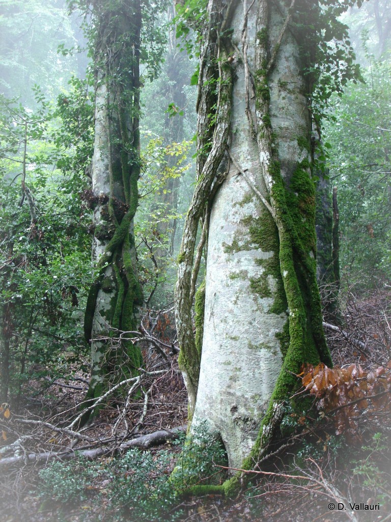 Parc national de Gargano, Italie (Bosco Pavari) Naturalité | L'idée