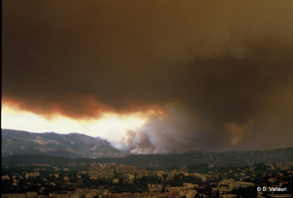 Massif du Tanneron en flammes, 1986 © D. Vallauri. | Menaces | Incendies