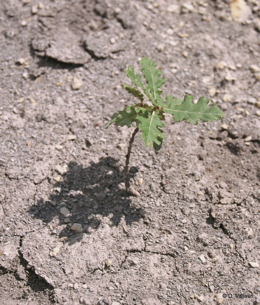 Semis de chêne © D. Vallauri. | Changements climatiques