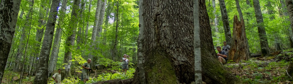 Hêtraie naturelle de Roumanie, Géménélé © M. Rossi