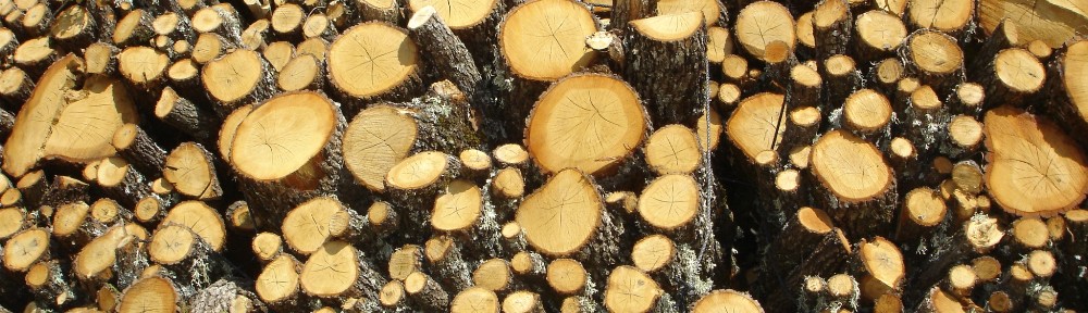 Exploitation en taillis © D. Vallauri