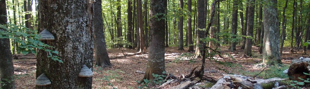 Hêtraie naturelle de Roumanie, Sources de la Nera © M. Rossi.
