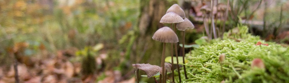 Champignons des bois © M. Rossi.