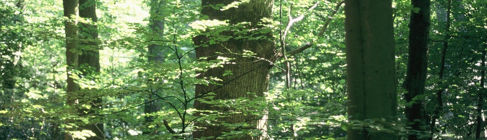 Ilot à haute naturalité © D. Vallauri