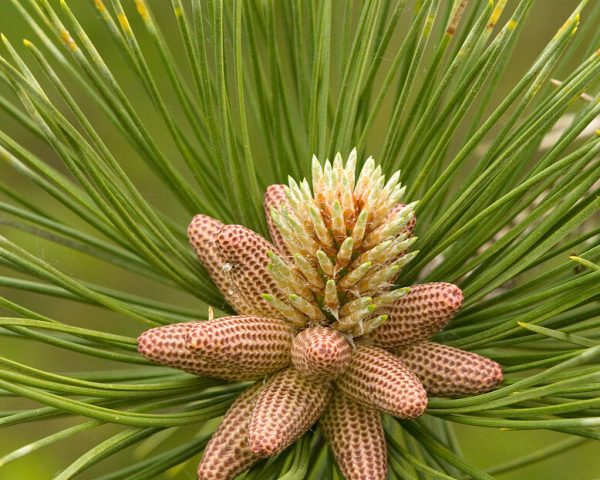 11527654-Maritime-pine-flowers-Pinus-pinaster