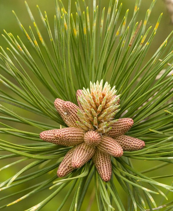 11527654-Maritime-pine-flowers-Pinus-pinaster