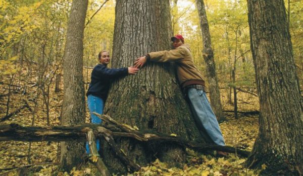 2003_fall_ancienttrees-690x394