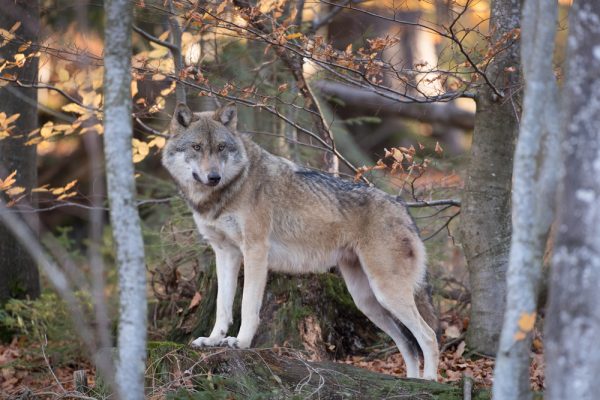 Horizontal,Image,Of,A,Eurasian,Wolf,Standing,Between,Trees,Looking