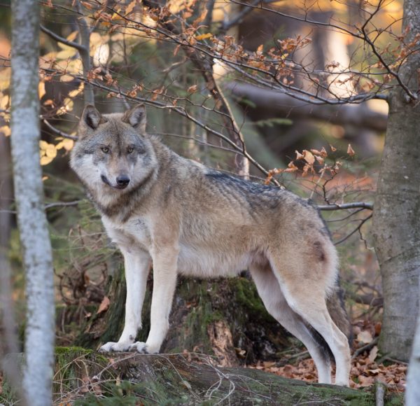 Horizontal,Image,Of,A,Eurasian,Wolf,Standing,Between,Trees,Looking
