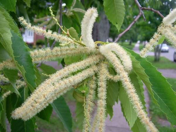 American_chestnut_flowers_2_(Sault)