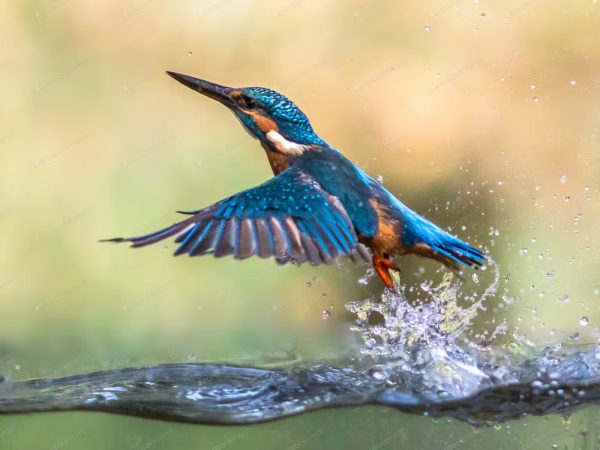 Common+European+Kingfisher+emerging+abstract+MB_L7809_jpg_92