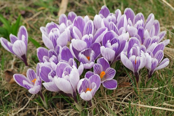 Crocus-vernus-Pickwick-1