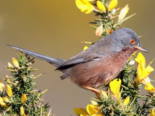 Dartford_Warbler_1_(cropped)