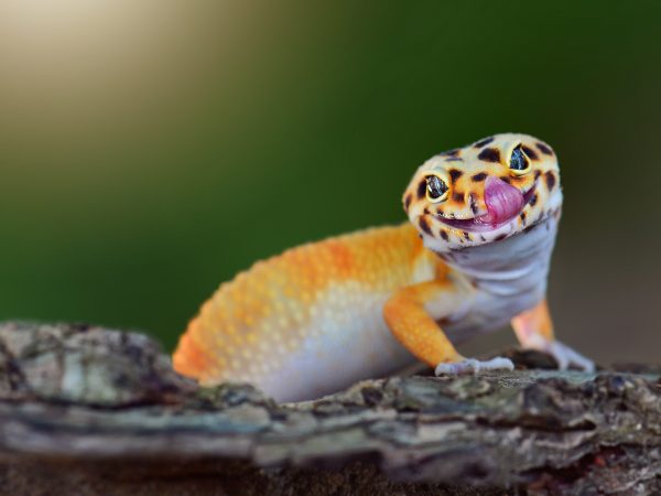 IN_Gecko_Lizard_00