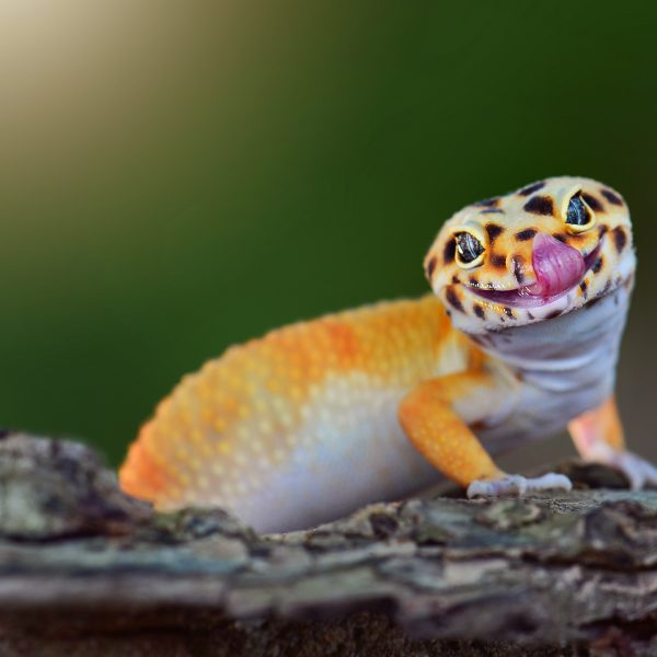 IN_Gecko_Lizard_00