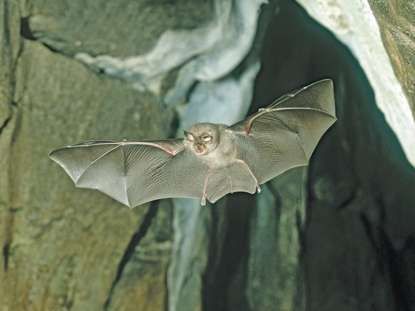 LHB-in-flight-credit-Frank-Greenaway_cropped_1mb