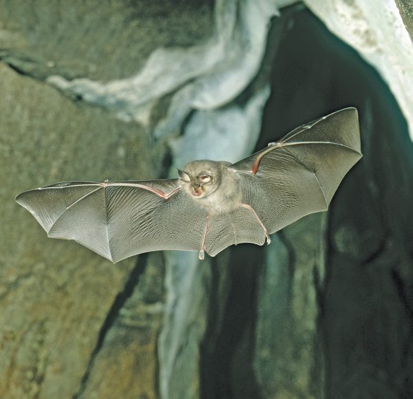 LHB-in-flight-credit-Frank-Greenaway_cropped_1mb