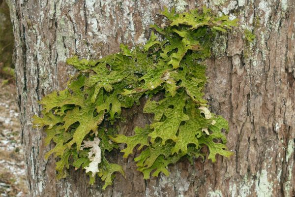 Lobaria_pulmonaria_010108c