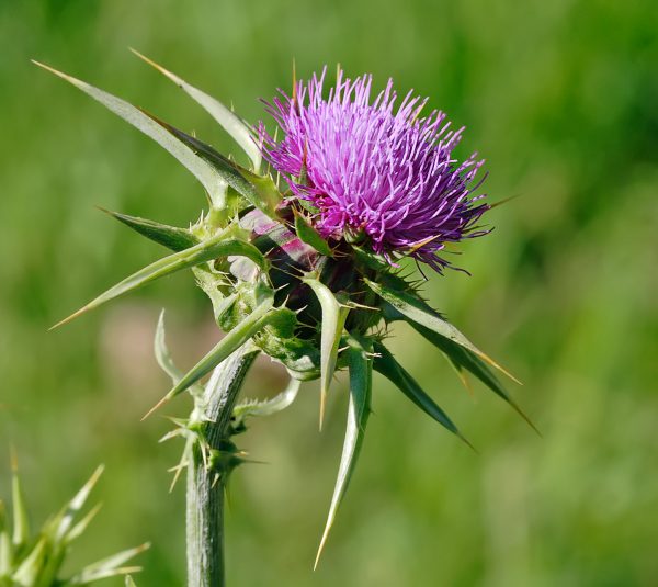 Milk_thistle_flowerhead