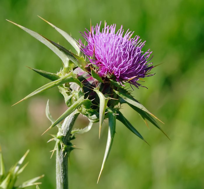 Milk_thistle_flowerhead