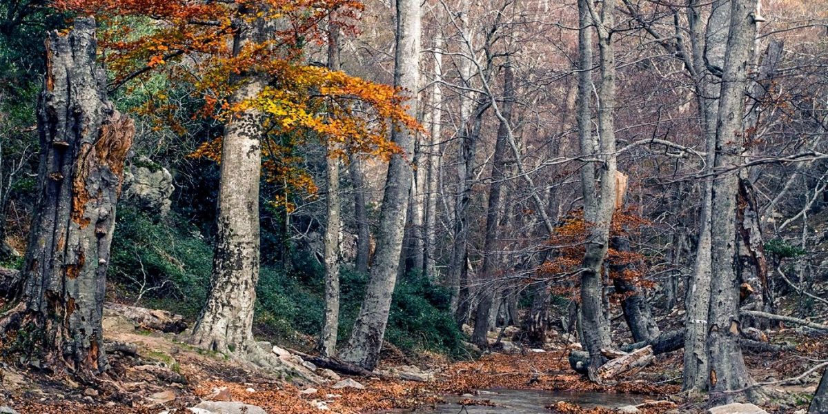 Réserve naturelle nationale de La Massane. La mélodie forestiere de la Massane classée au patrimoine mondial de l 'Unesco