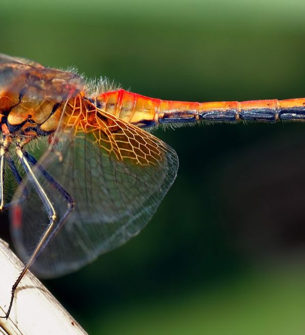 Sympetrum_flaveolum_-_side_(aka)