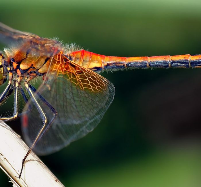 Sympetrum_flaveolum_-_side_(aka)