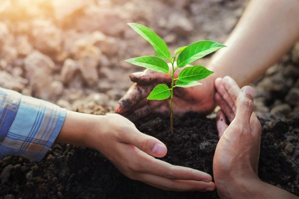 farmer three hand protection tree planting on soil with sunshine in garden