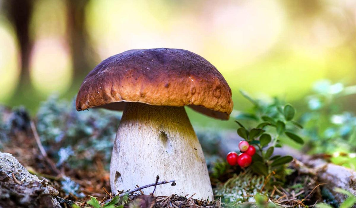 UK_mushroom-family-boletus
