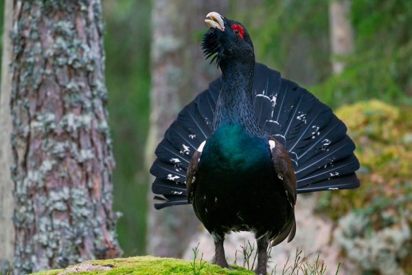 Western-capercaillie-male-displaying-in-coniferous-forest