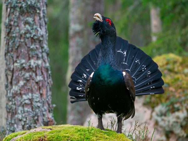 Western-capercaillie-male-displaying-in-coniferous-forest