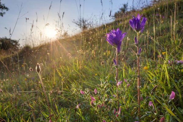 clustered-bellflower-campanula-glomerata_48542419487_o-1024