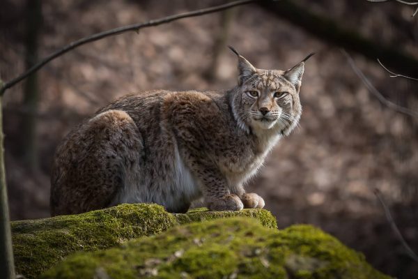 couverture-lynx-2