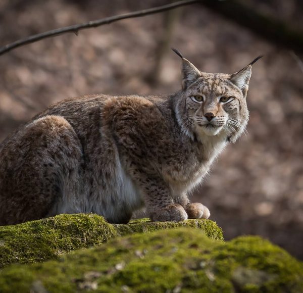 La faune des forêts françaises - Forêts Anciennes