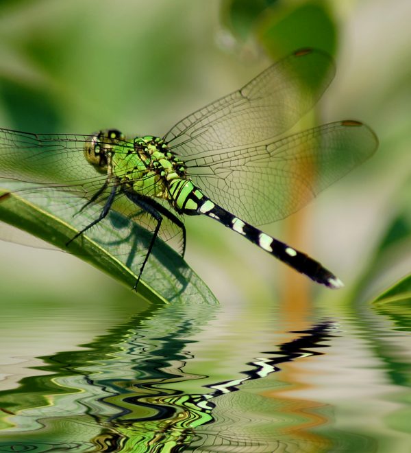 Dragonfly reflections