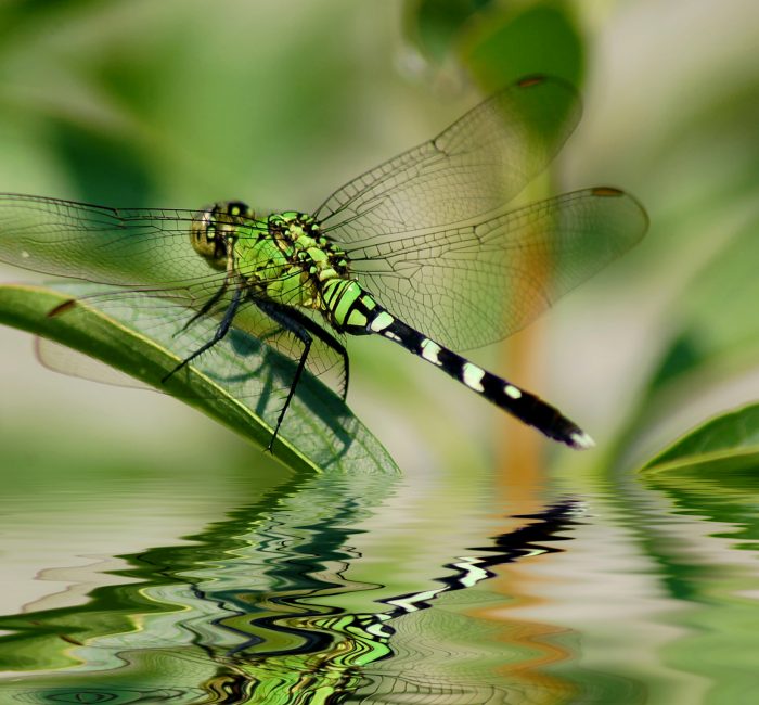 Dragonfly reflections