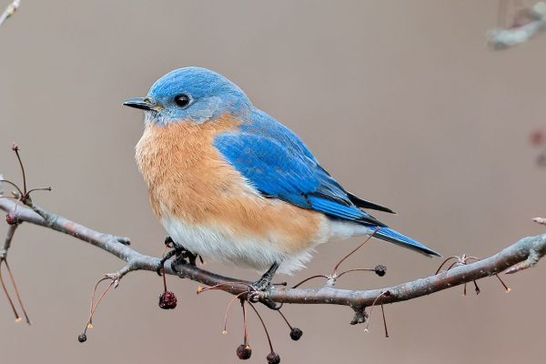 eastern-bluebird-387244-hero-2a08dd9fff084569bb4280a30dc4b6c1