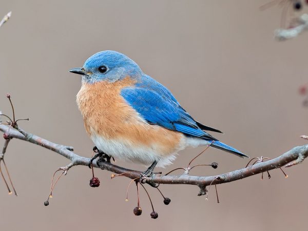 eastern-bluebird-387244-hero-2a08dd9fff084569bb4280a30dc4b6c1