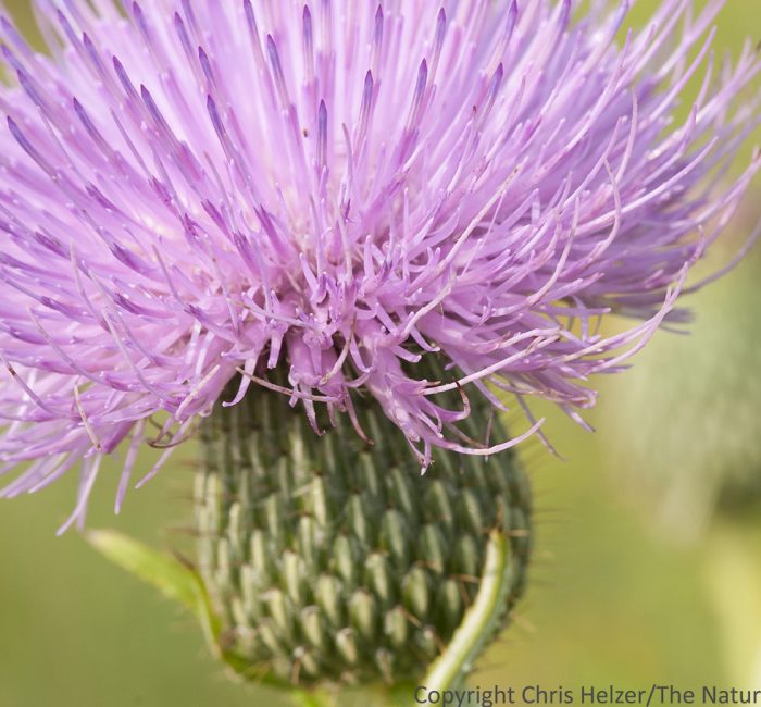 Tall thistle (Cirsium altissimum) Lincoln Creek Prairie, Aurora, Nebraska.