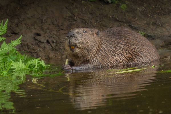 eurasian_beaver