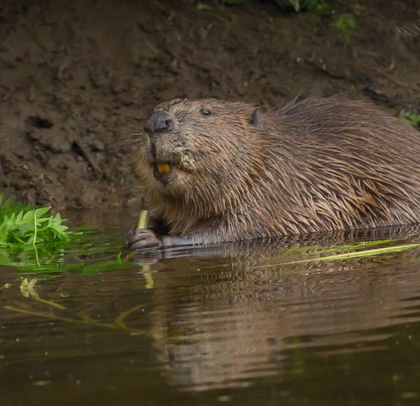 eurasian_beaver